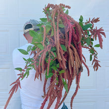 Load image into Gallery viewer, Amaranthus - Coral Fountain Seed