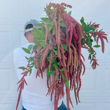 Load image into Gallery viewer, Amaranthus - Coral Fountain Seed