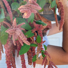 Load image into Gallery viewer, Amaranthus - Coral Fountain Seed