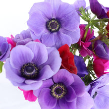 Load image into Gallery viewer, Anemone Corms - Marianne Lavender