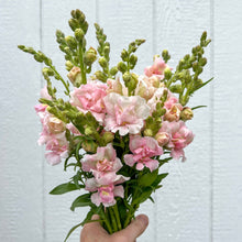 Load image into Gallery viewer, Snapdragon - Double Frappe Light Pink Seed