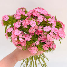 Load image into Gallery viewer, Dianthus - Sweet Pink Seed