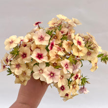 Load image into Gallery viewer, Phlox - Cherry Caramel Seed