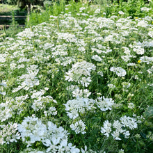 Load image into Gallery viewer, Orlaya - White Finch Seed