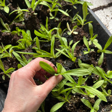 Load image into Gallery viewer, Basics of Cut Flower Gardening Workshop