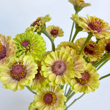 Load image into Gallery viewer, Zinnia - Queen Lime Blush Seed