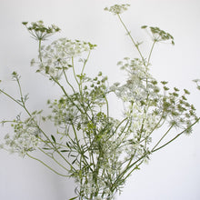 Load image into Gallery viewer, Ammi - White Seed