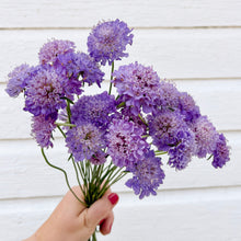 Load image into Gallery viewer, Scabiosa - Oxford Blue Seed