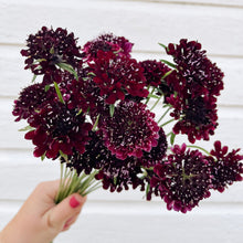 Load image into Gallery viewer, Scabiosa - Black Knight Seed