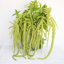 Load image into Gallery viewer, Amaranthus - Emerald Tassels Seed