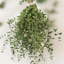 Load image into Gallery viewer, Eucalyptus - Small Leaved Gum Seed