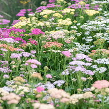 Load image into Gallery viewer, Yarrow - Colorado Mix Seed