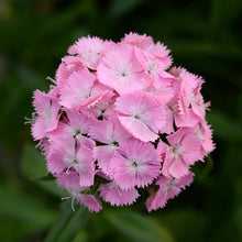 Load image into Gallery viewer, Dianthus - Sweet Pink Seed
