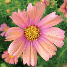 Load image into Gallery viewer, Cosmos - Apricot Lemonade Seed
