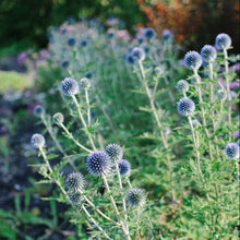 Load image into Gallery viewer, Echinops (Globe Thistle) - Ritro Blue Seed