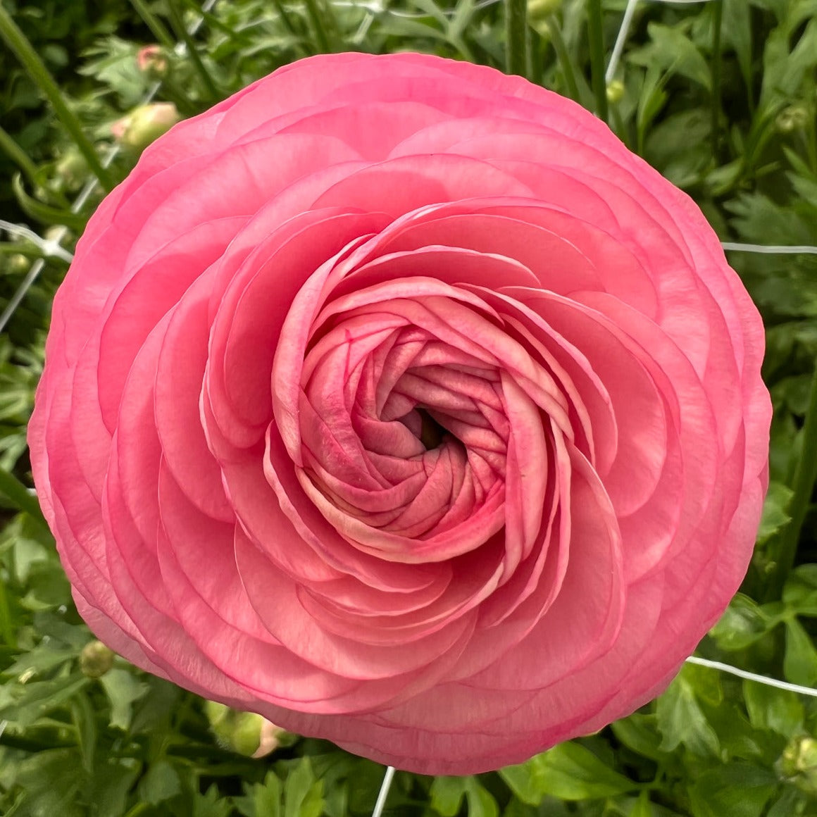 Amandine Pastel Pink Ranunculus - Specialty Cut Flower Corms In Canada ...