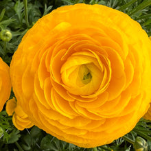 Load image into Gallery viewer, Ranunculus Corms - Half Clone Pergold