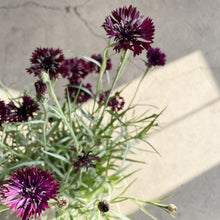 Load image into Gallery viewer, Bachelor Buttons - Black Button Seed