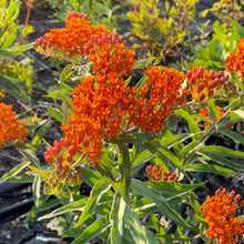 Load image into Gallery viewer, Asclepias (Butterfly Flower) - Bright Orange Seed