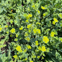 Load image into Gallery viewer, Bupleurum - Green Gold Seed
