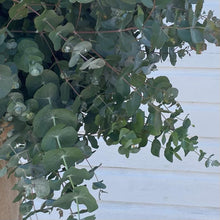 Load image into Gallery viewer, Eucalyptus - Baby Blue Seed
