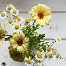 Load image into Gallery viewer, Calendula - Ivory Princess Seed