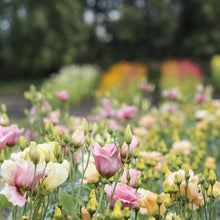 Load image into Gallery viewer, Lisianthus - Arena 3 Baby Pink Seed