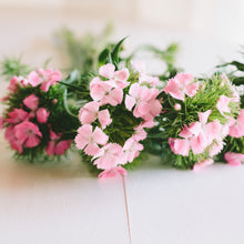 Load image into Gallery viewer, Dianthus - Sweet Pink Seed