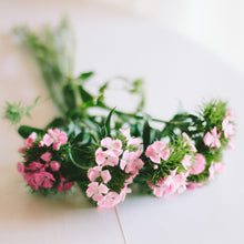 Load image into Gallery viewer, Dianthus - Sweet Pink Seed