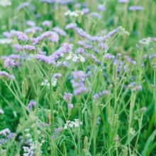 Load image into Gallery viewer, Statice - Seeker Pastel Blue Seed