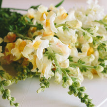 Load image into Gallery viewer, Snapdragon - Costa Apricot Seed