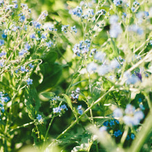 Load image into Gallery viewer, Forget Me Nots - Chinese Blue Seed