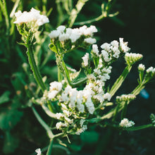 Load image into Gallery viewer, Statice - Seeker White Seed