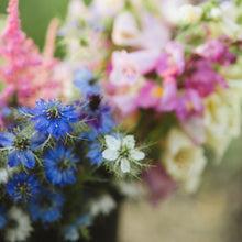 Load image into Gallery viewer, Nigella - Miss Jekyll Indigo Seed