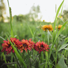 Load image into Gallery viewer, Rudbeckia - Sahara Seed