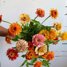 Load image into Gallery viewer, Zinnia - Candy Mix Seed