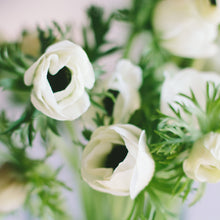 Load image into Gallery viewer, Anemone Corms - Marianne Panda