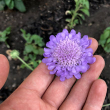 Load image into Gallery viewer, Scabiosa - Oxford Blue Seed