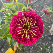 Load image into Gallery viewer, Zinnia - Benary's Giant Wine Seed