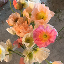 Load image into Gallery viewer, Poppy - Champagne Bubbles Mix Seed