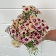 Load image into Gallery viewer, Phlox - Cherry Caramel Seed