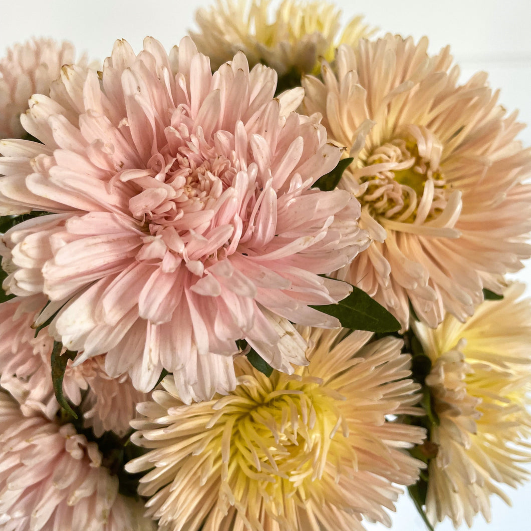 Aster - King Size Apricot Seed