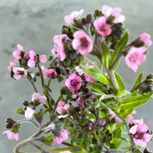 Load image into Gallery viewer, Forget Me Nots - Mystery Rose Seed