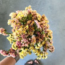 Load image into Gallery viewer, Statice - QIS Apricot Seed