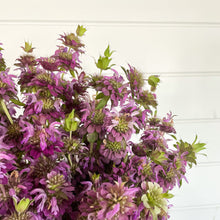 Load image into Gallery viewer, Bee Balm - Lemon Mint Seed