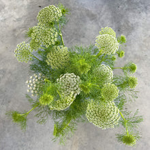 Load image into Gallery viewer, Ammi - Green Mist Seed