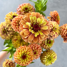 Load image into Gallery viewer, Zinnia - Queen Lime Orange Seed