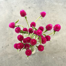 Load image into Gallery viewer, Gomphrena - QIS Carmine Seed