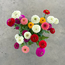 Load image into Gallery viewer, Zinnia - Oklahoma Mix Seed