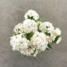Load image into Gallery viewer, Dianthus - White Seed